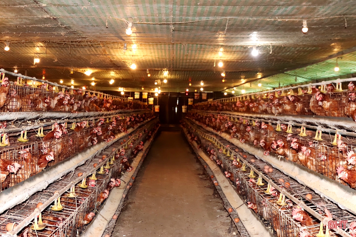Mô hình nuôi gà siêu đẻ trứng của anh Nguyễn Văn Nguyên được triển khai từ năm 2018 trên diện tích gần 3 ha, tại thôn Bàu Am, xã Lưu Vĩnh Sơn. Mô hình hiện nuôi 13.000 con gà, trong đó có hơn 8.000 gà đẻ trứng Isa Brown - là giống gà có nguồn gốc từ Indonesia.